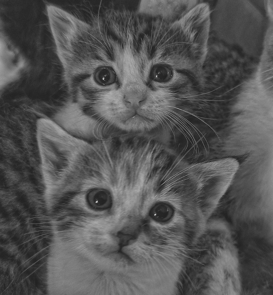 Фотография автора Vincenzo Tedesco