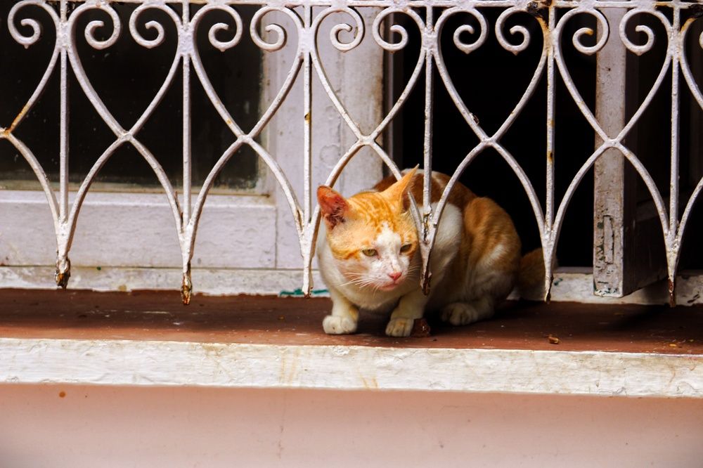 Фотография автора Aslin Neroth