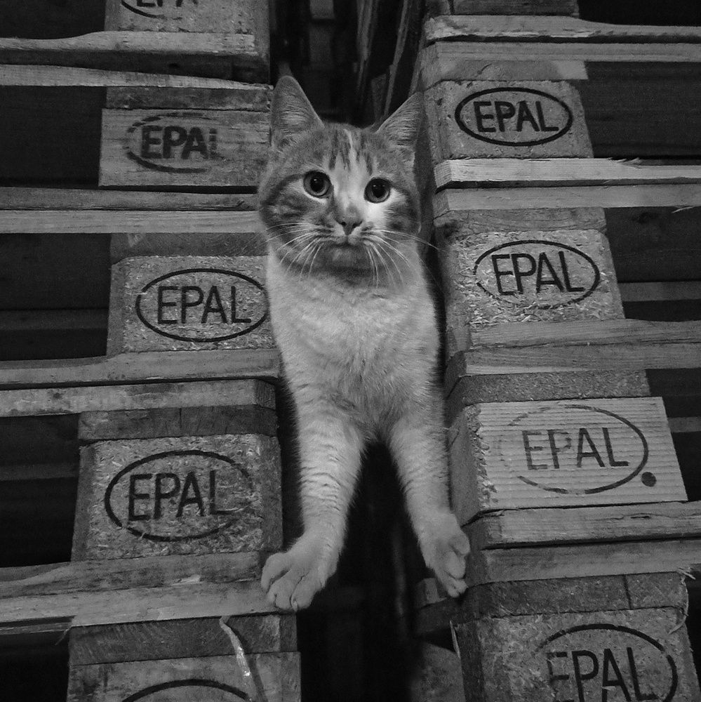 Фотография автора Vincenzo Tedesco