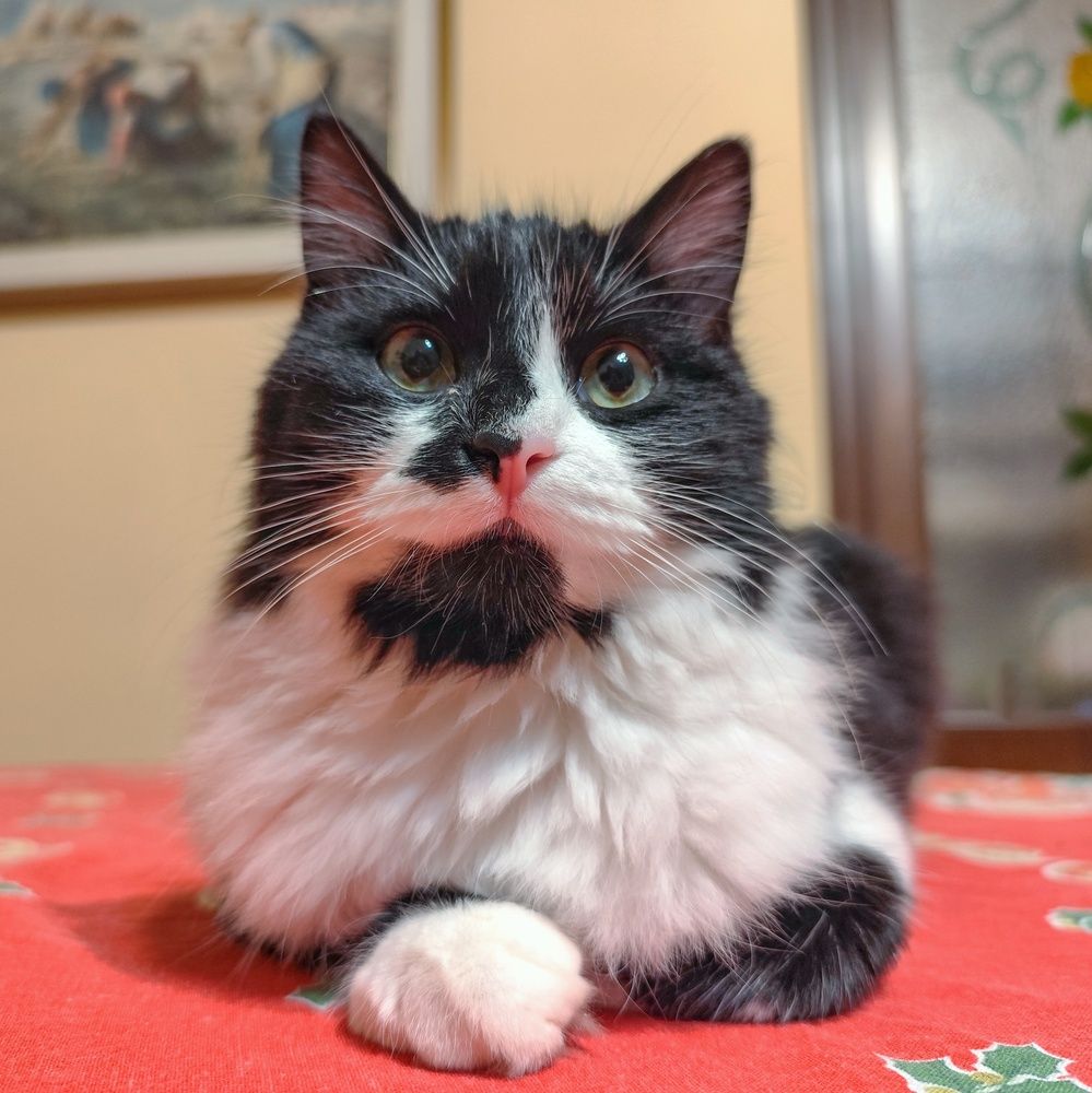 Фотография автора Vincenzo Tedesco