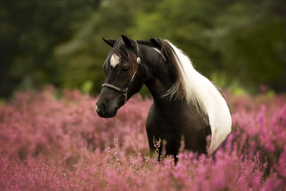 Photograph by Jettie Roest