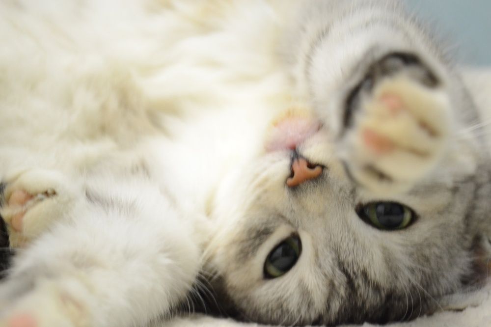 Игривое настроение