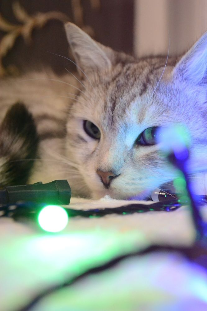 Кошка Кука.