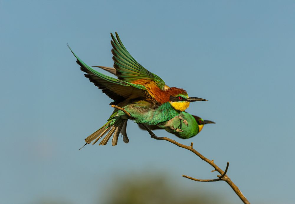 Photograph by Dániel Budavári