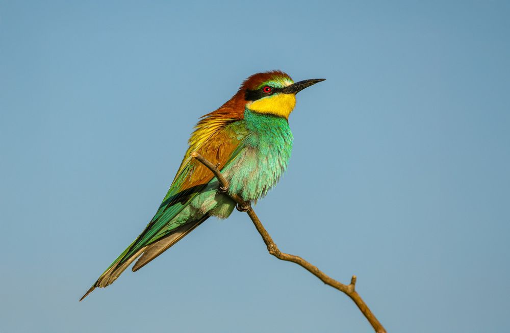 European Bee Eater