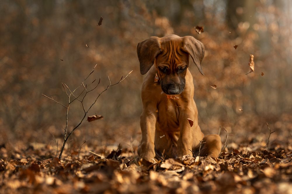 Photograph by Jettie Roest