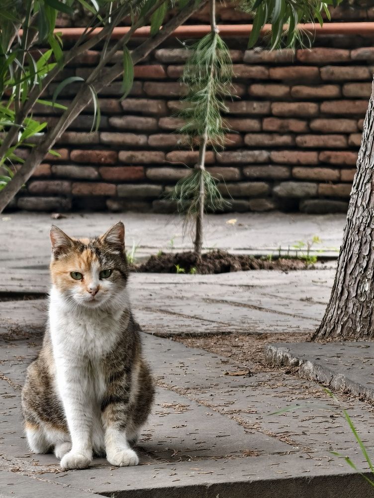 Фотография автора robot