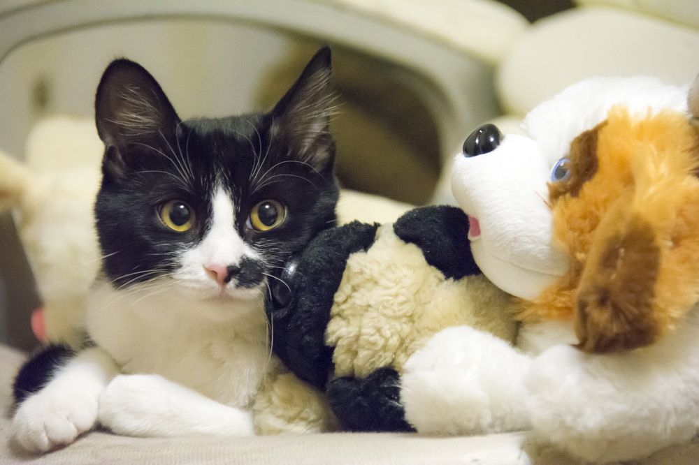 Фотография автора Alexander Tretyakov