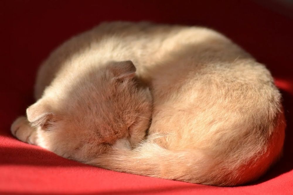 Фотография автора Елена Дубовикова