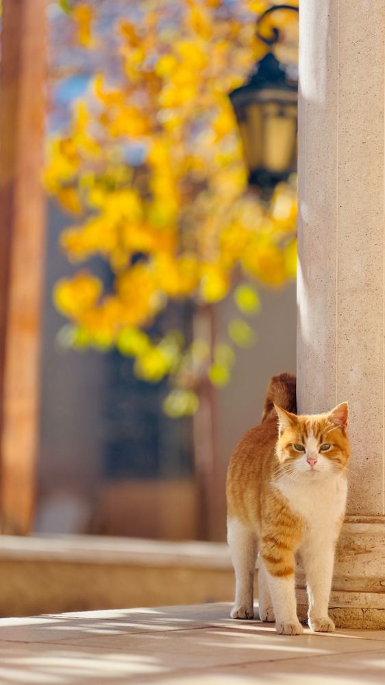 Фотография автора Mohsen Tavakoli