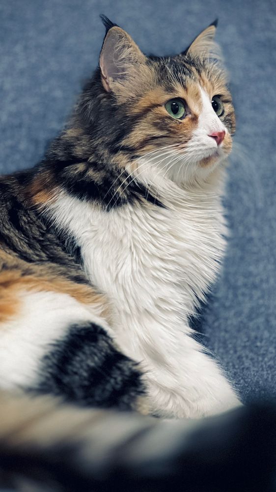 Фотография автора Mohsen Tavakoli