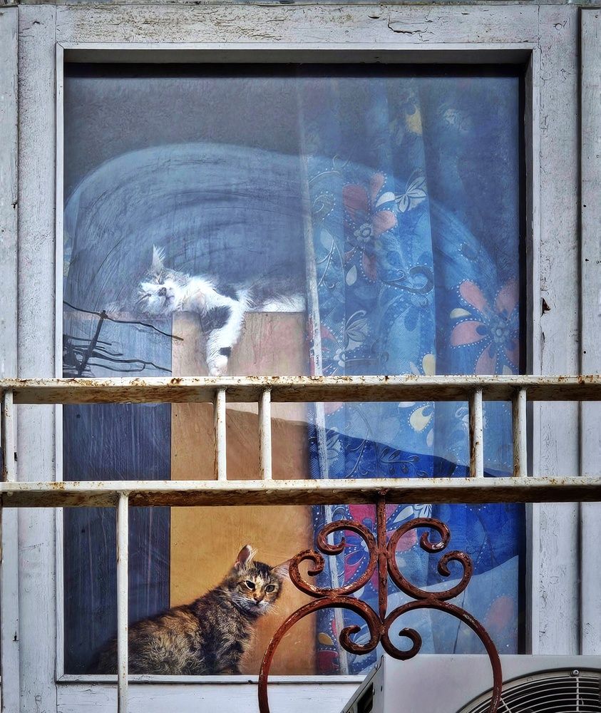 Фотография автора Samane Naji