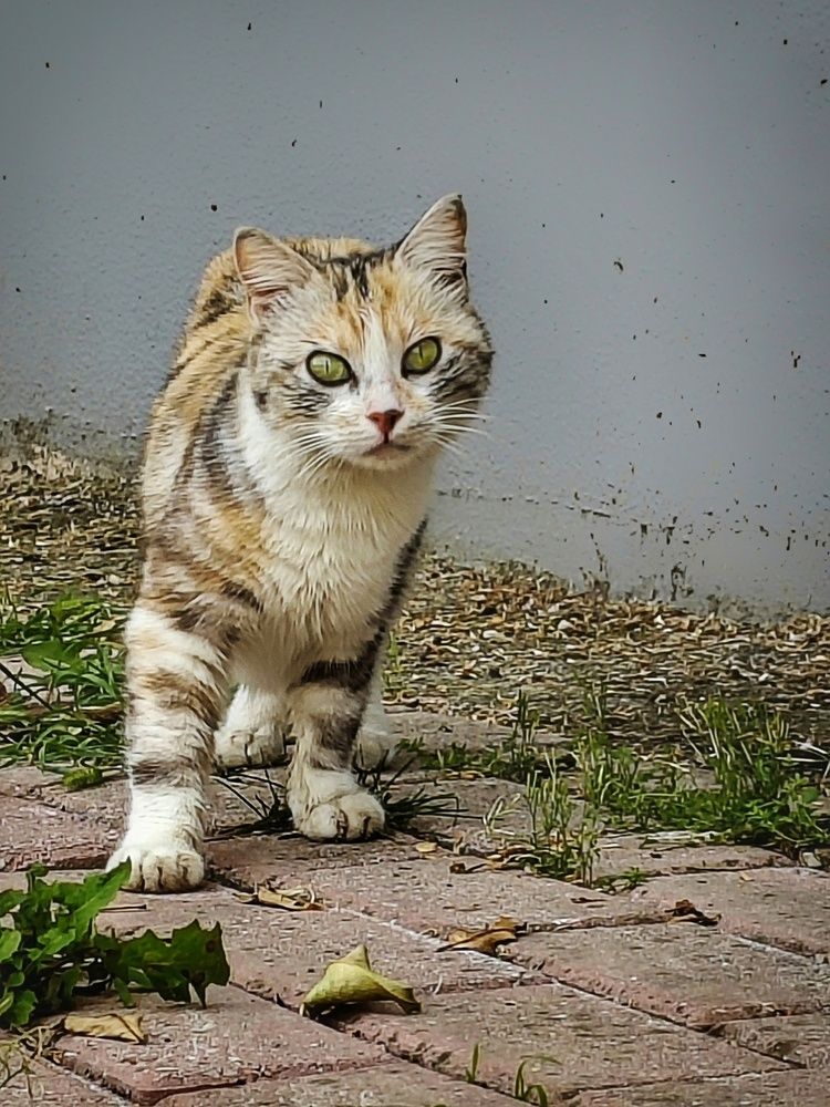 Photograph by Елена