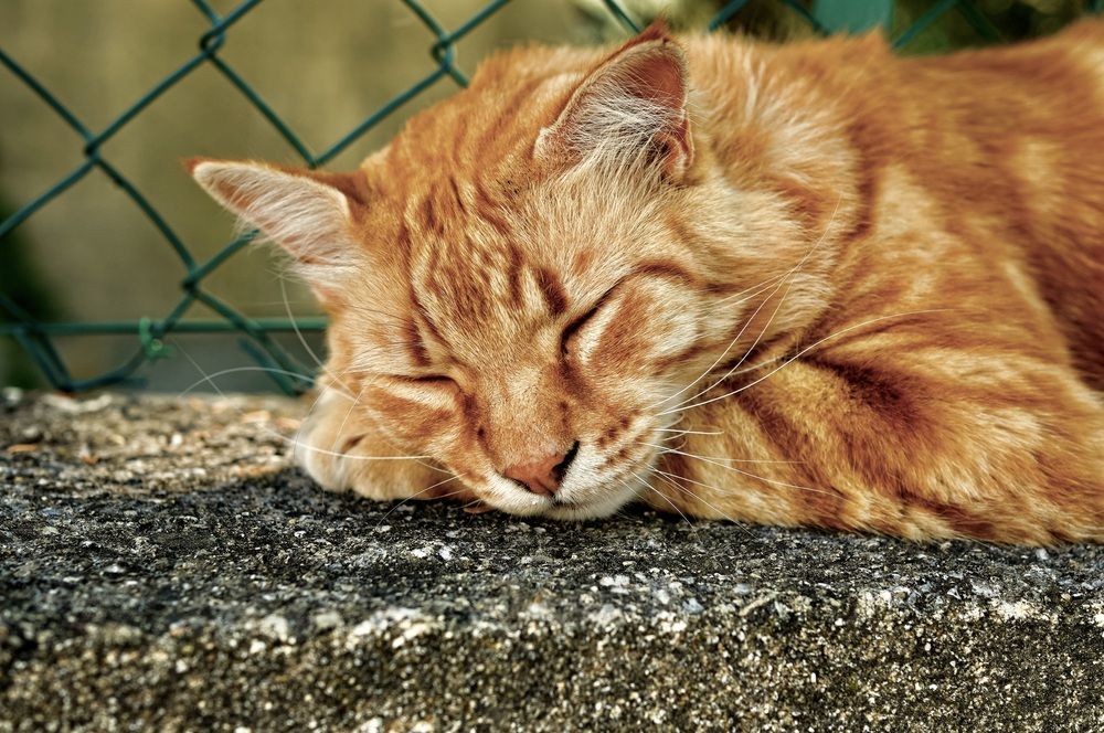 Photograph by Marina Odintsova