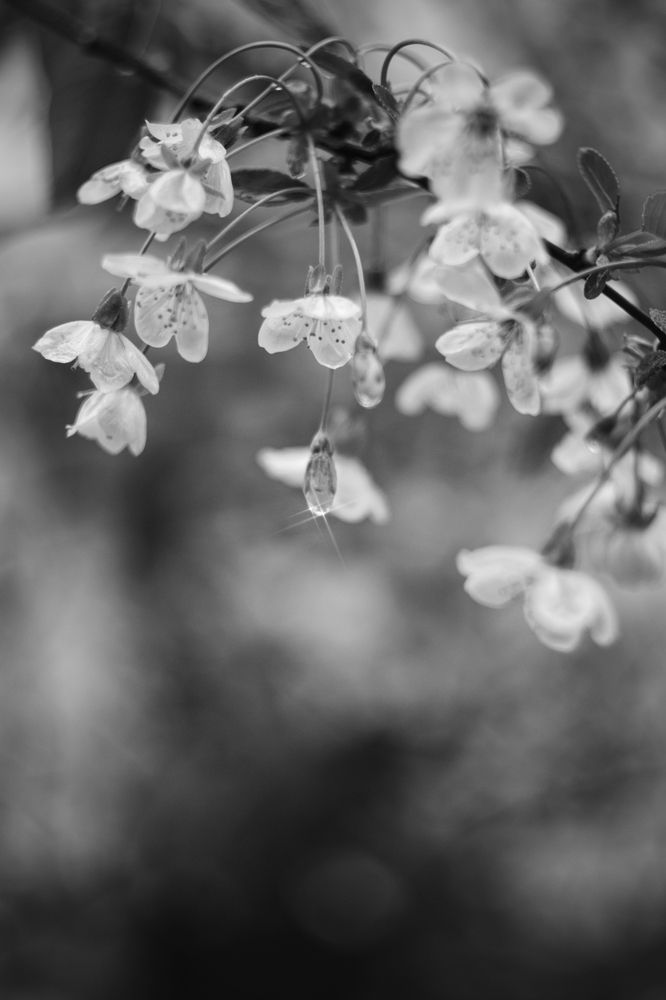 Photograph by Magic Helios