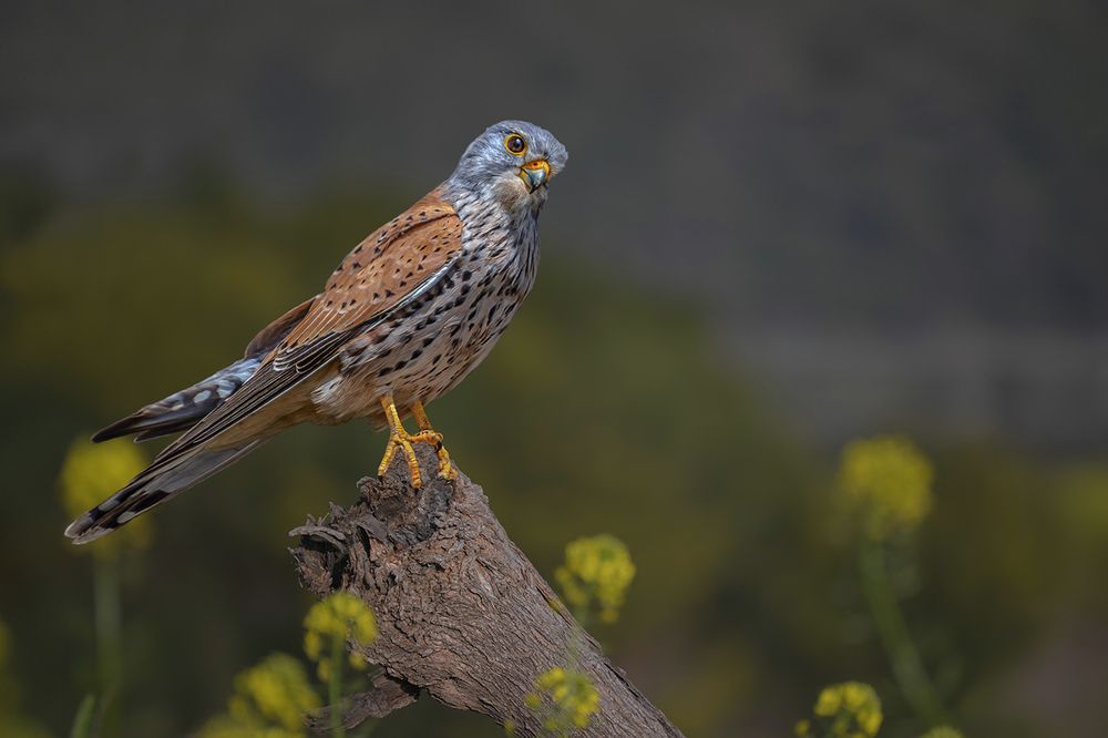 Photograph by Марина Ческис