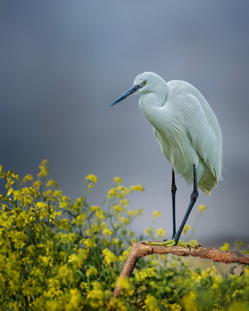 Photograph by Марина Ческис