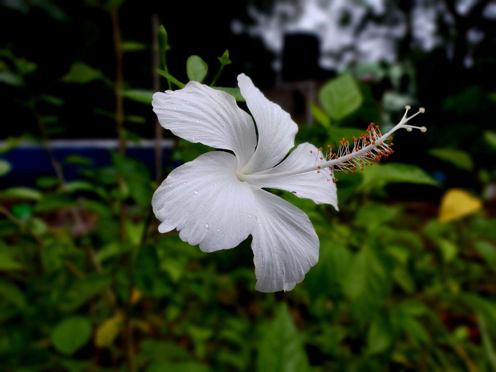 Photograph by Sudeep kumar Das