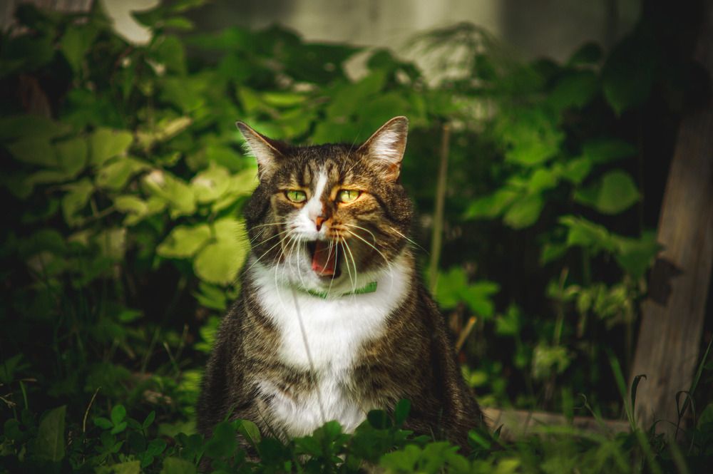 Photograph by Татьяна Иванеева
