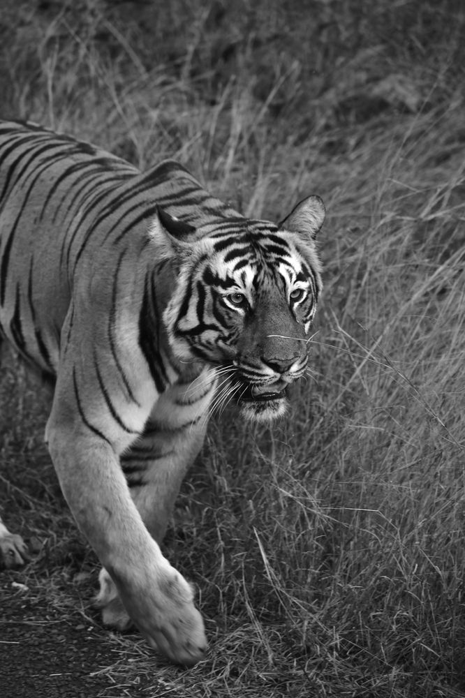 Photograph by Siddharth M(SIDDHU SP)