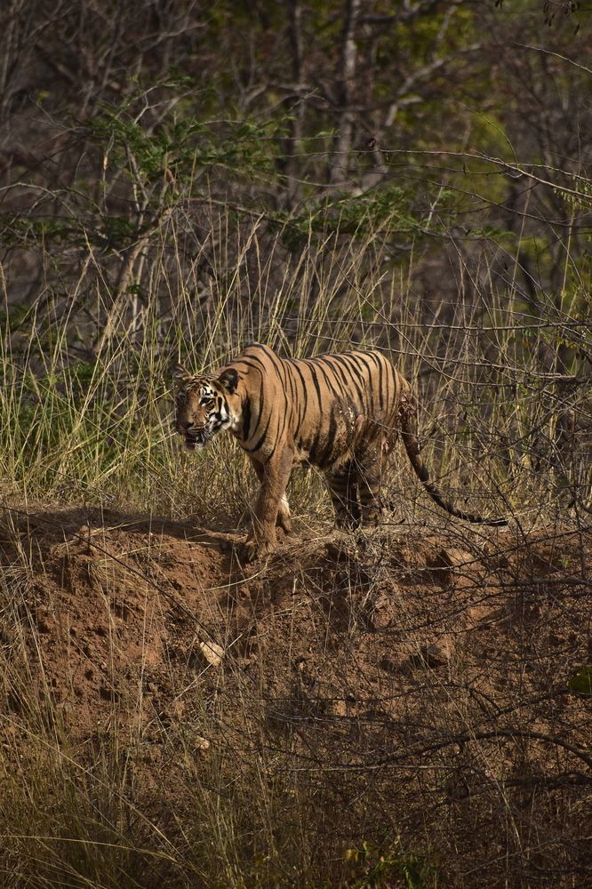 Photograph by Siddharth M(SIDDHU SP)
