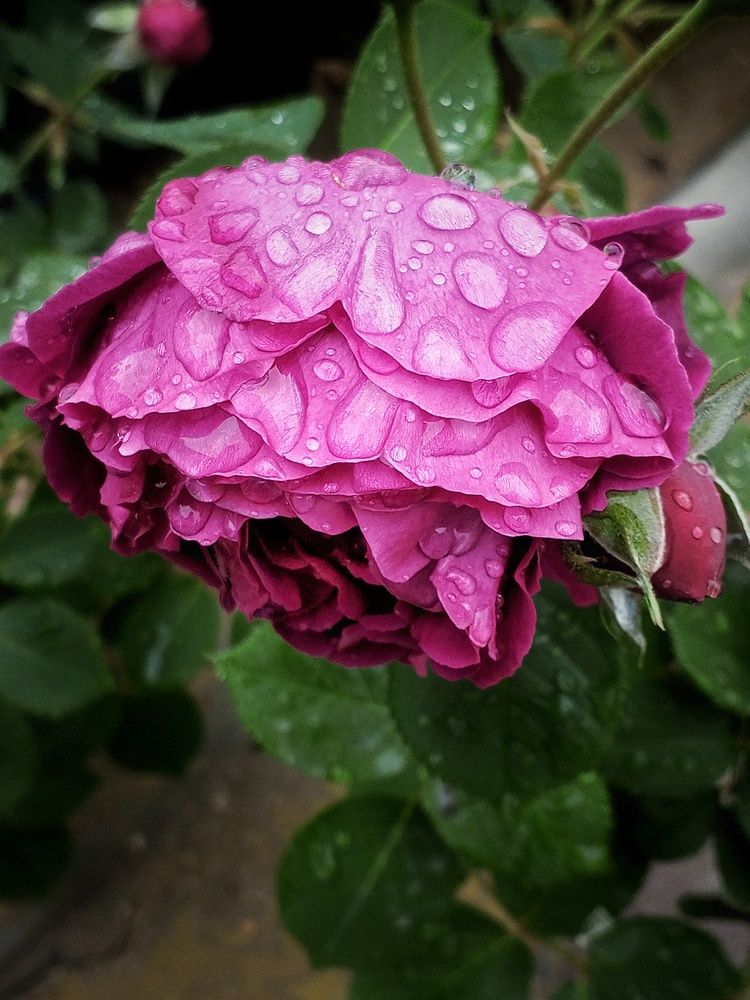 Photograph by Ольга Куцева