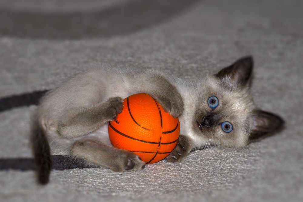 Фотография автора Татьяна Петренко