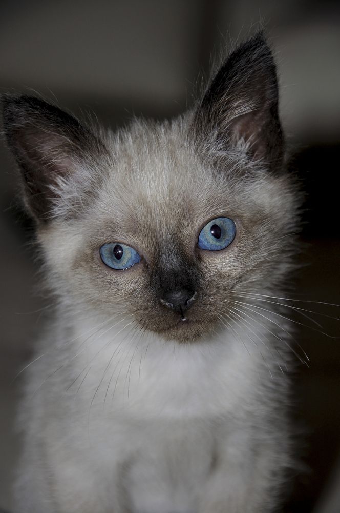 Фотография автора Татьяна Петренко