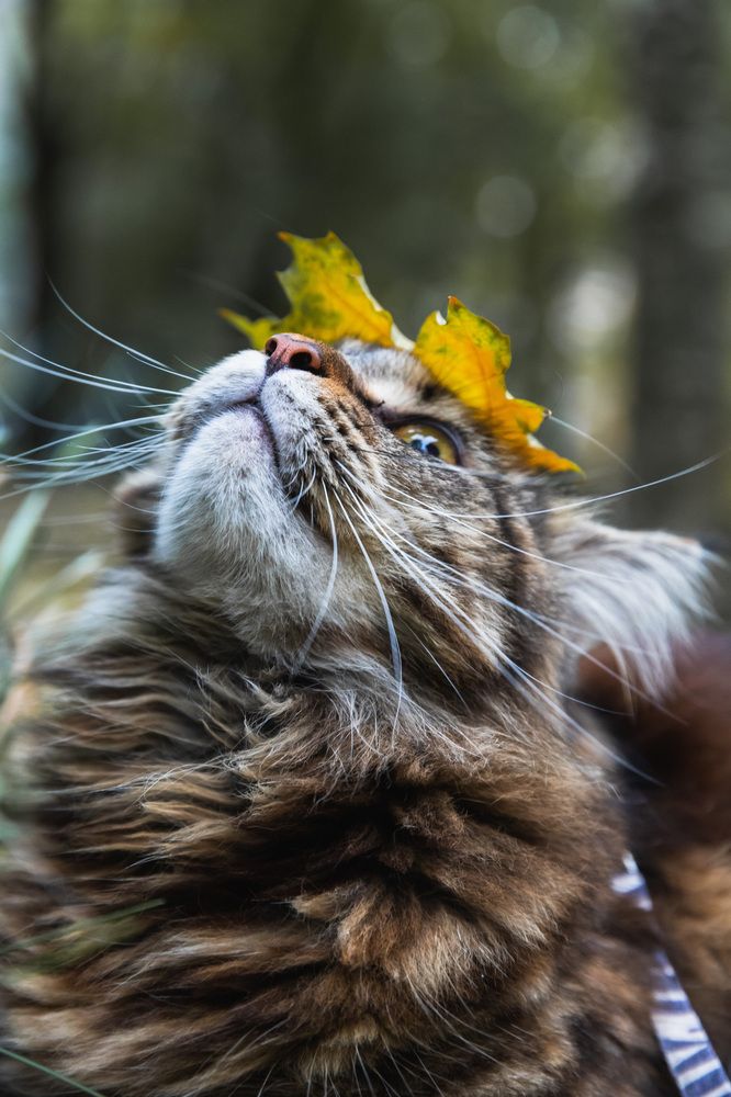 Фотография автора Татьяна Степанова