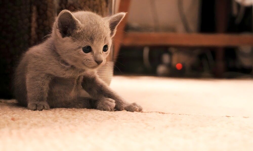 Russian Blue Cat