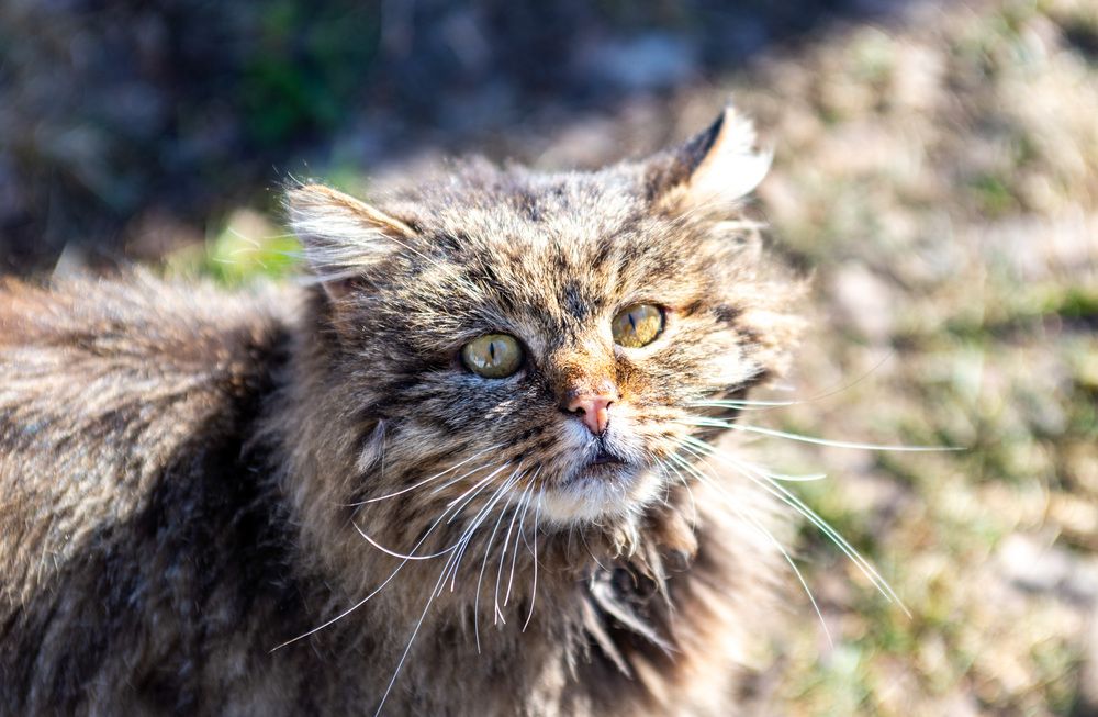 Фотография автора Оликов Владимир