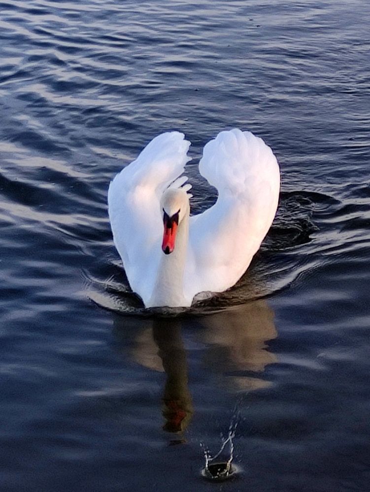 Photograph by Marina Podlesnaya