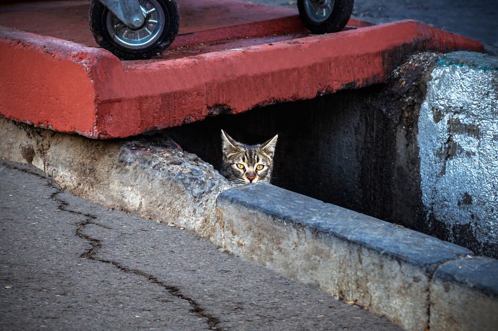 Photograph by Abbas Kalantar