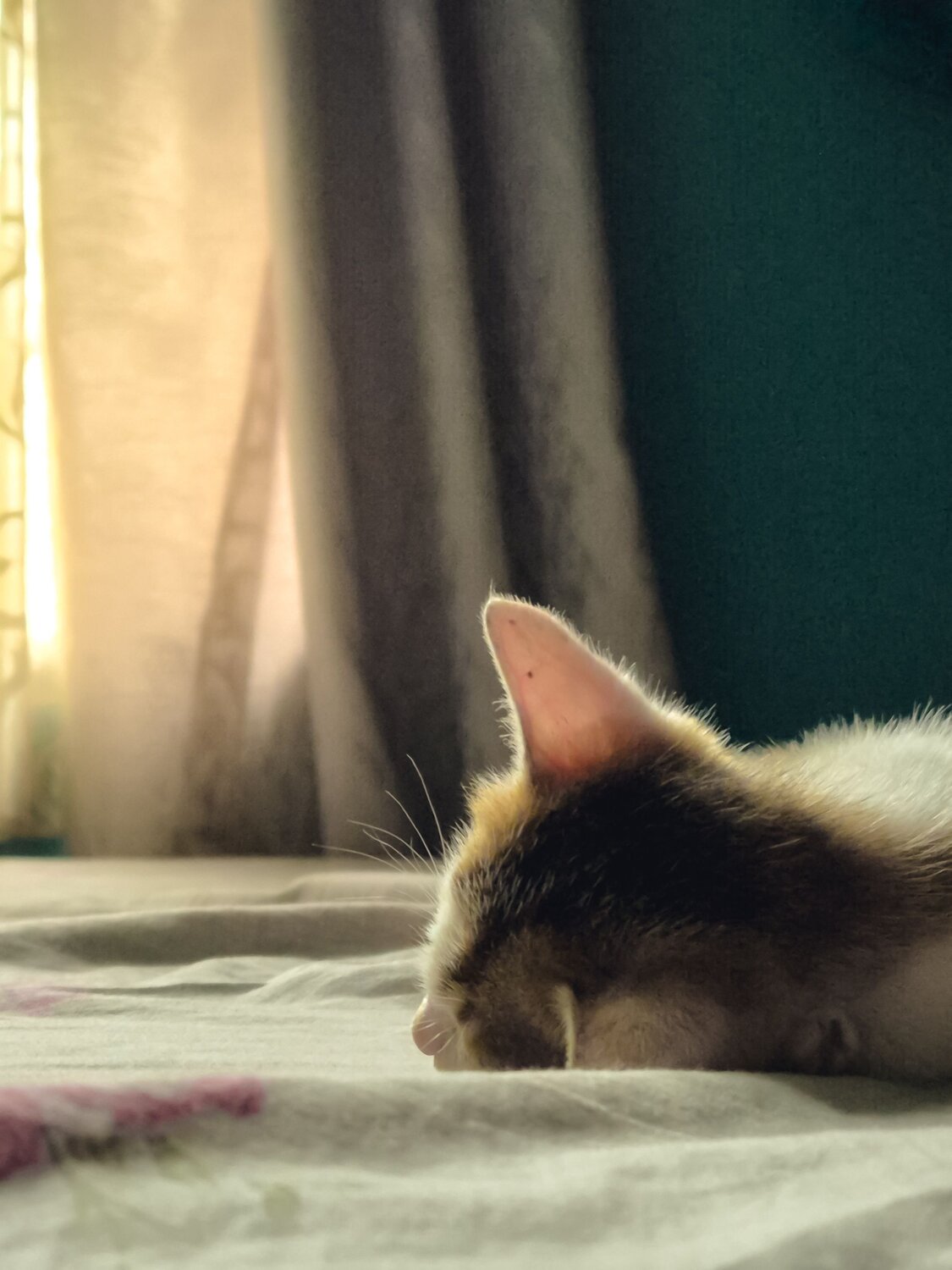 Photo #12232067