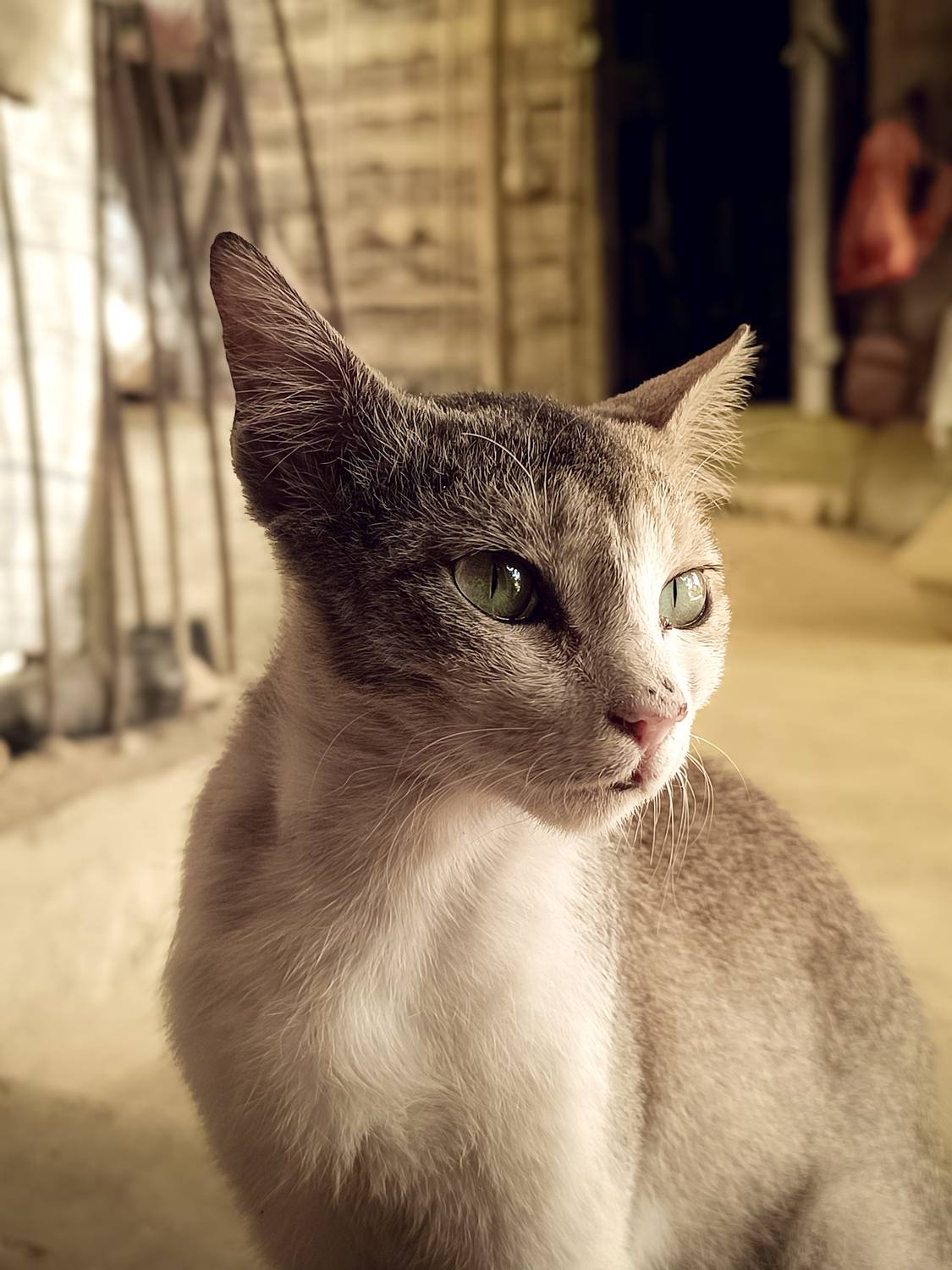 Photo #12232087