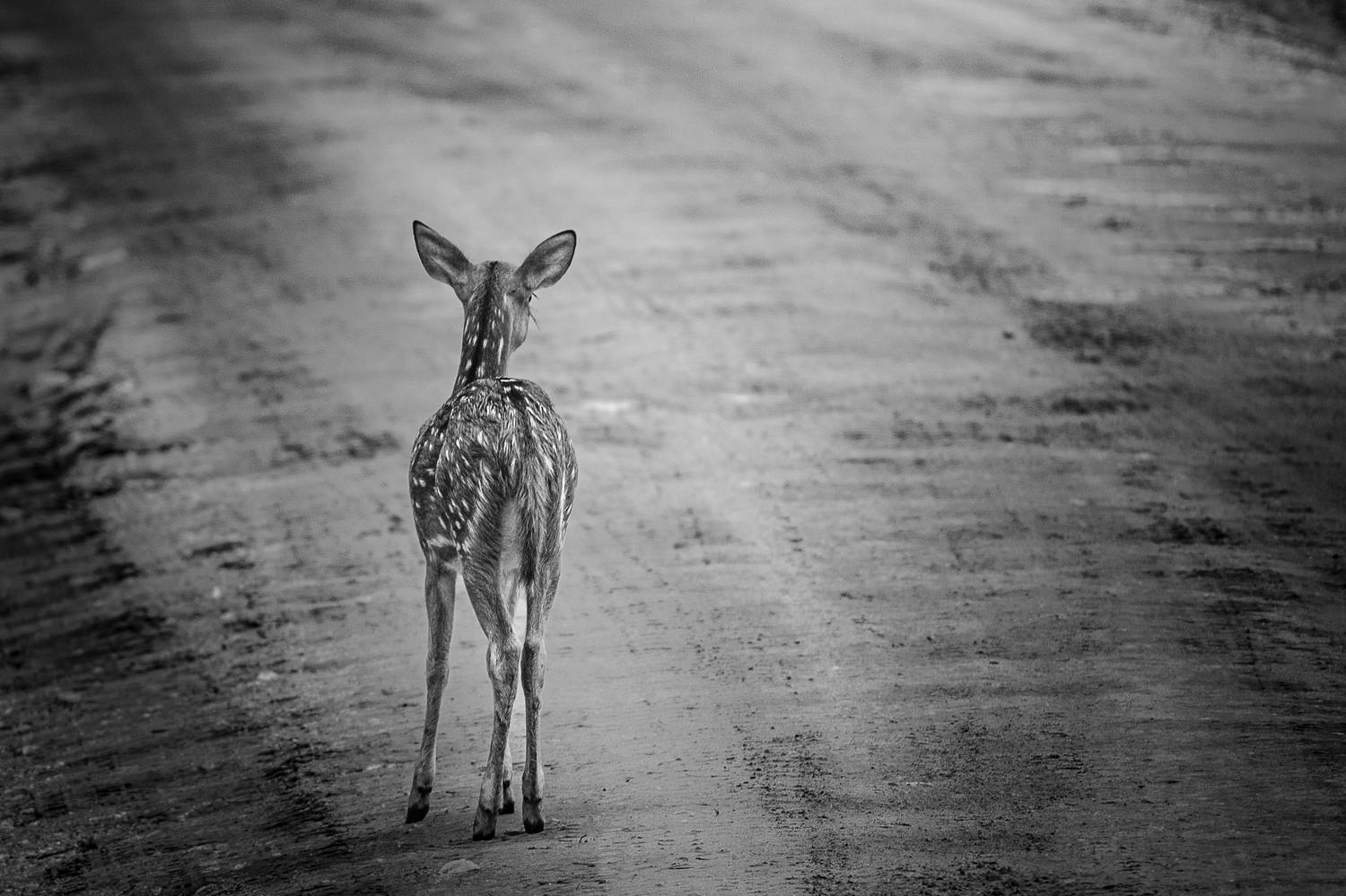 Uncertainty Uncertainty