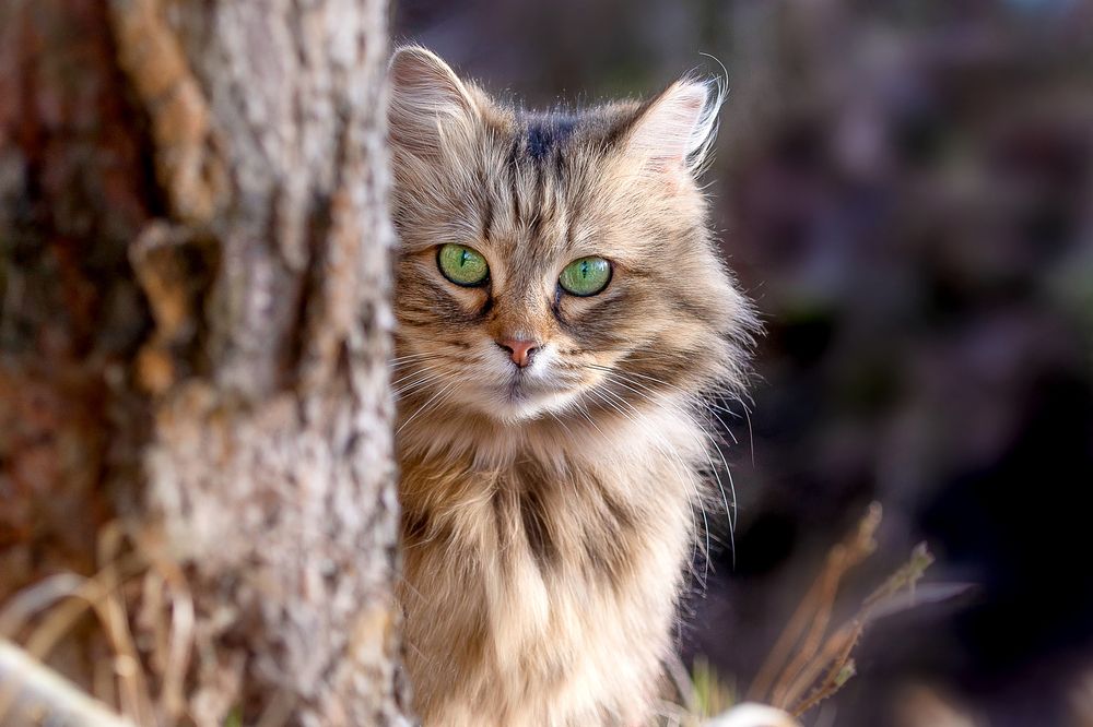 Я наблюдаю за тобой.