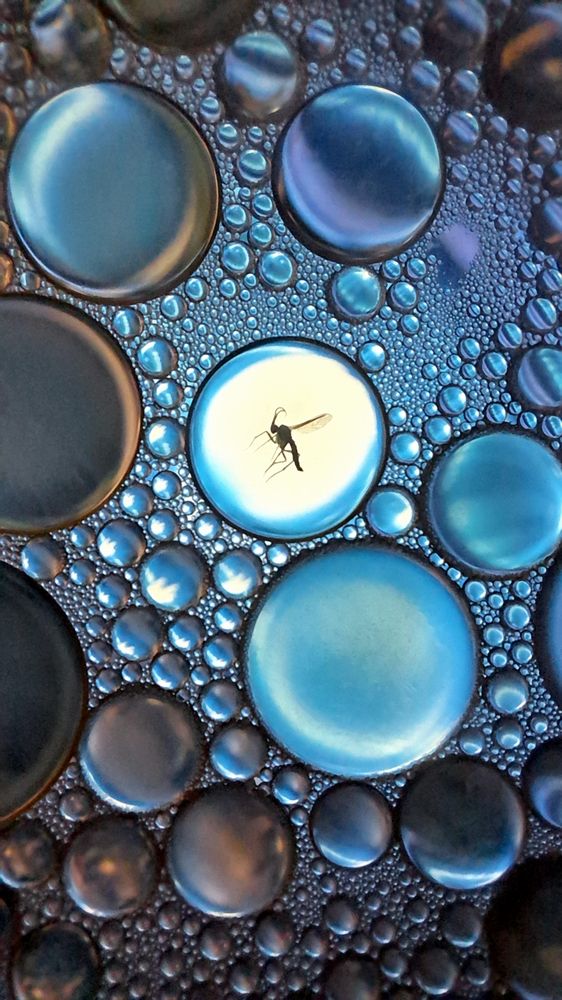 Плодовая мушка