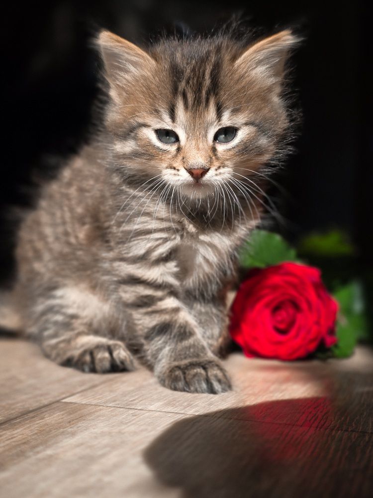 Photograph by Эльза Калюшева