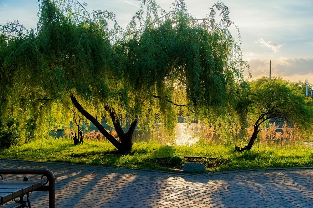 Photograph by Михаил Косолапов