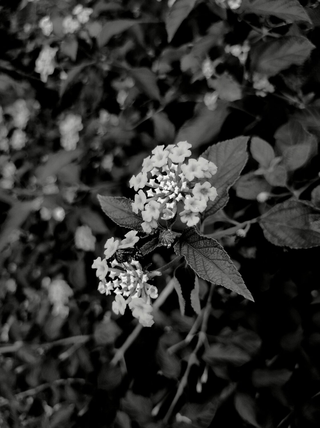 Photo #12232434