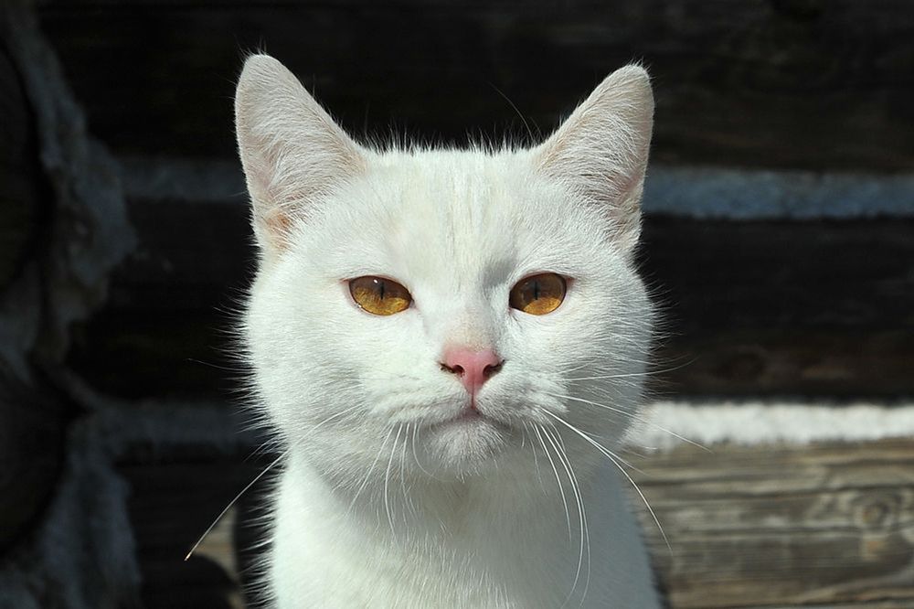 Photograph by Cергей Абакумов