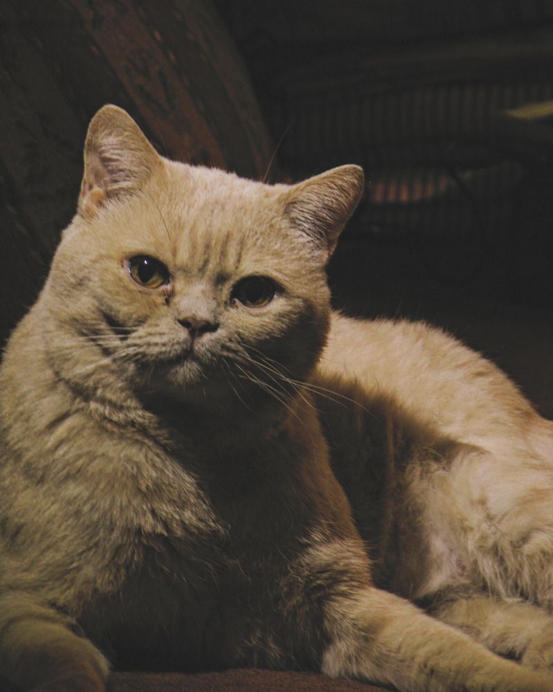 портрет питомца