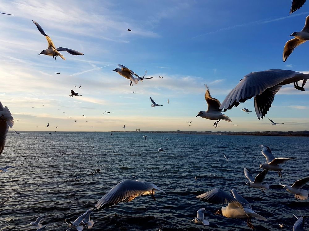 birds