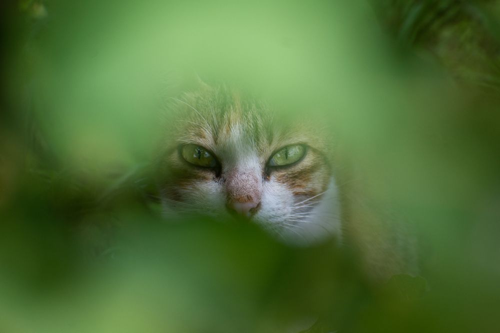 Curious cat hiding behind a bush.