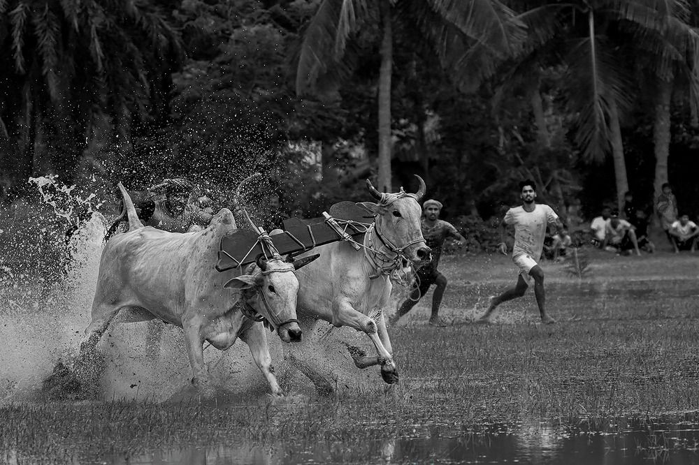 Photo #12232612