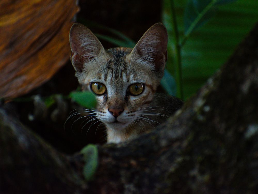 Kitten with a serious look.