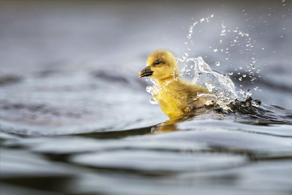 Photograph by Jørgen Hovde