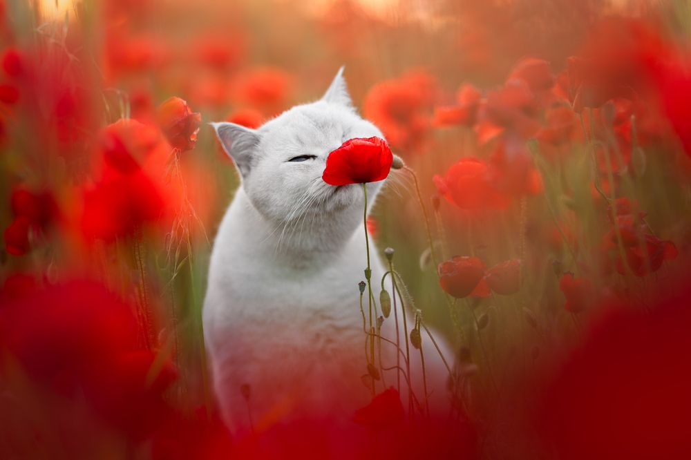 Photograph by Veronika Blažeková