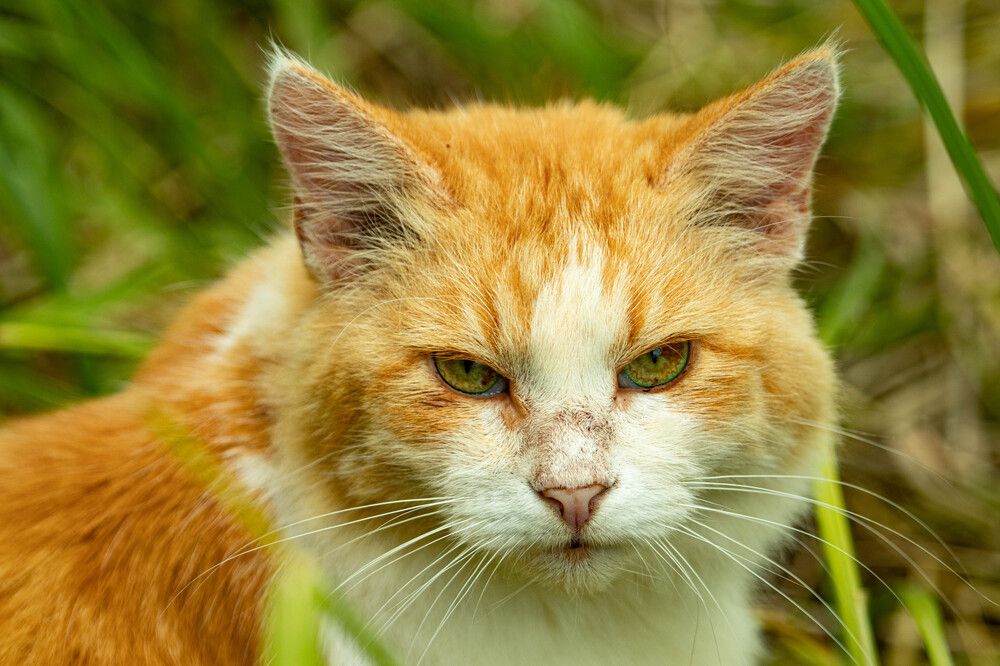 Фотография автора Екатерина Счасная